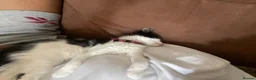 Domestic Shorthair cats for sale: Three tuxes up for grabs :) - Advert 19