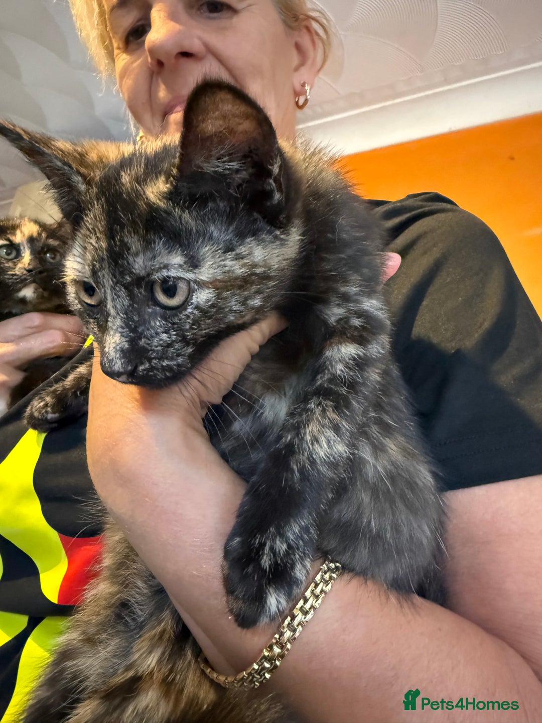 Mixed Breed cats for sale: A BOY AND A GIRL, READY NOW  - Image 17