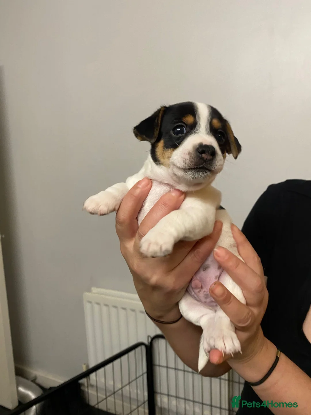 Jack Chi dogs for sale: Adorable Jack Chi puppies  - Advert 10