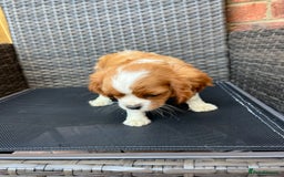 Cavalier King Charles Spaniel dogs for sale: Cavalier King Charles Spaniel Puppies  in Tonbridge - Image 5