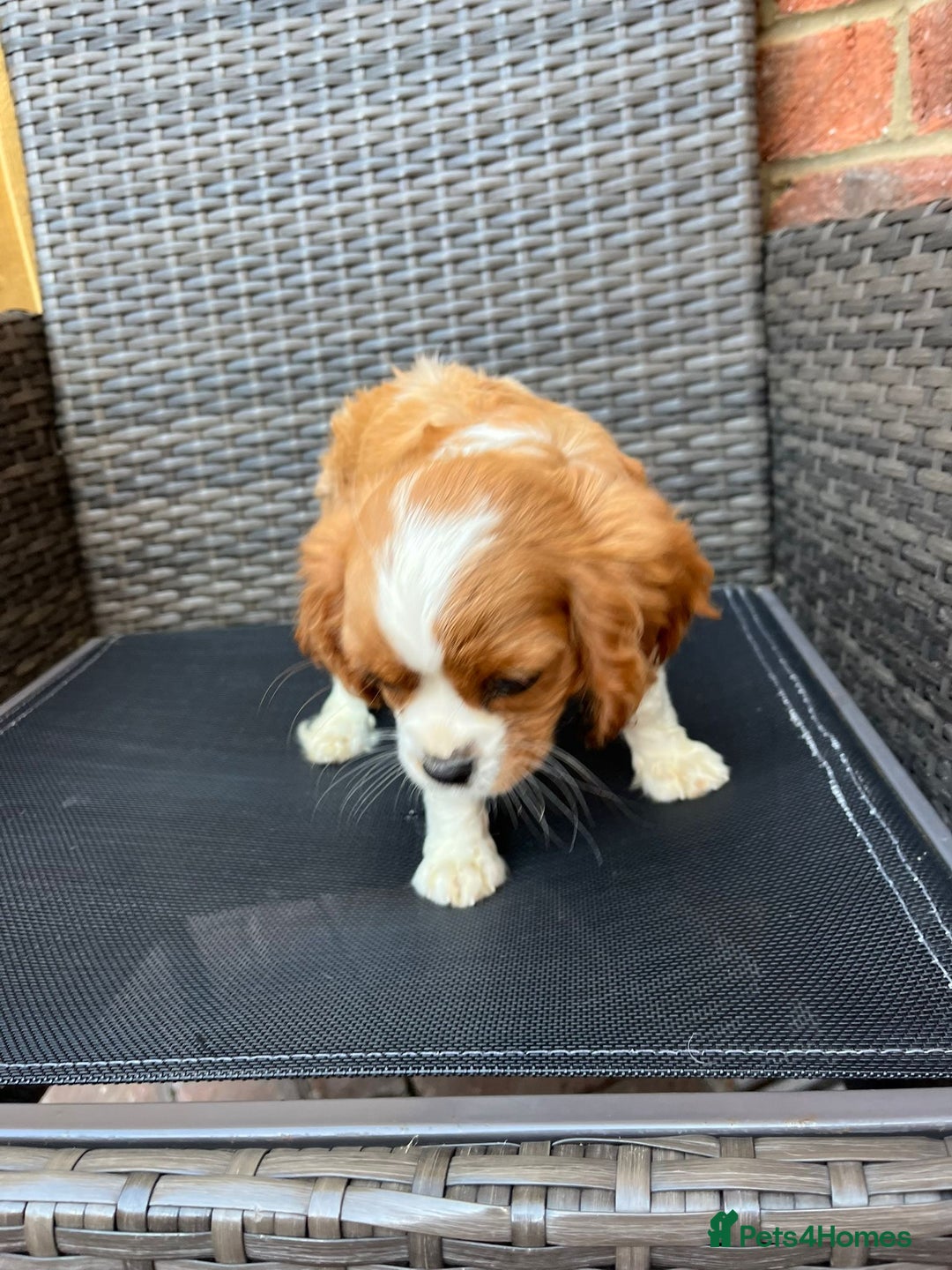 Cavalier King Charles Spaniel dogs for sale: Cavalier King Charles Spaniel Puppies  in Tonbridge - Image 5