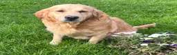 Golden Retriever dogs for sale: Beautiful 5 year old Golden Retriever Girl  - Advert 3