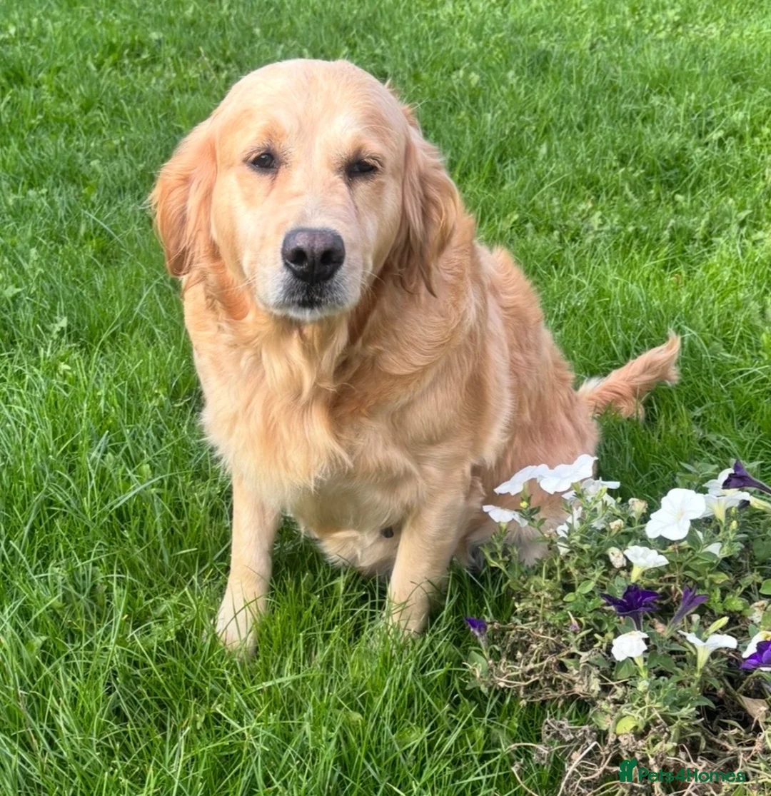 Golden Retriever dogs for sale: Beautiful 5 year old Golden Retriever Girl  - Advert 3