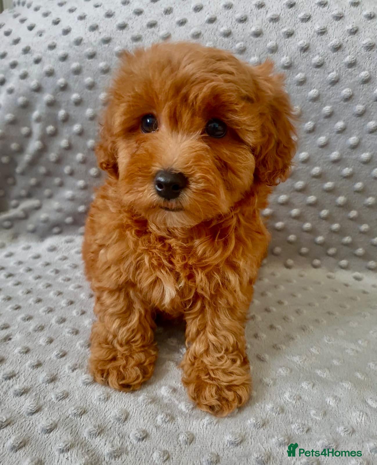 Maltipoo dogs LAST BOY!!! BEAUTIFUL LITTER OF F1B MALTIPOOS - Advert 11