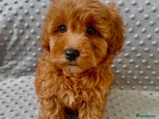 Maltipoo dogs LAST BOY!!! BEAUTIFUL LITTER OF F1B MALTIPOOS - Advert 11
