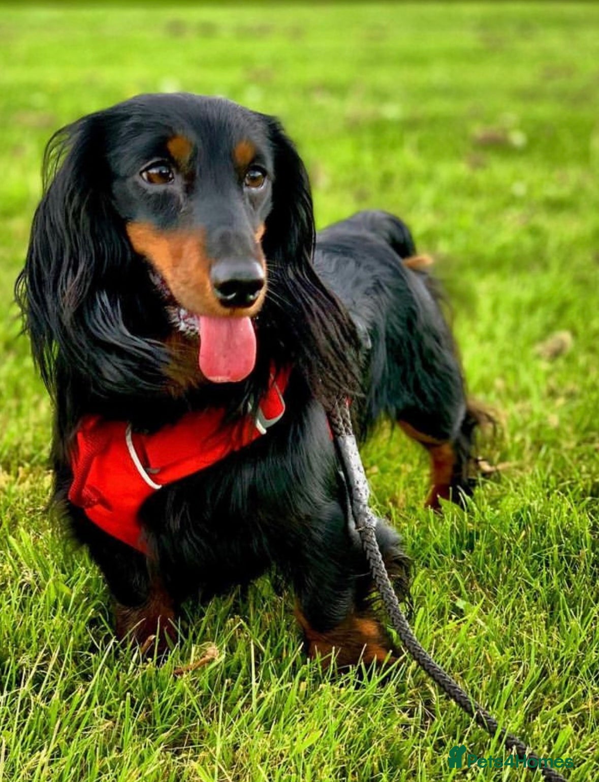 Miniature Dachshund dogs 🐾 KC REGISTERED MINIATURE LONGHAIRED DACHSHUND  - Advert 18