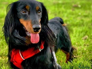 Miniature Dachshund dogs 🐾 KC REGISTERED MINIATURE LONGHAIRED DACHSHUND - Advert 2