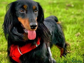 Miniature Dachshund dogs 🐾 KC REGISTERED MINIATURE LONGHAIRED DACHSHUND - Advert 17