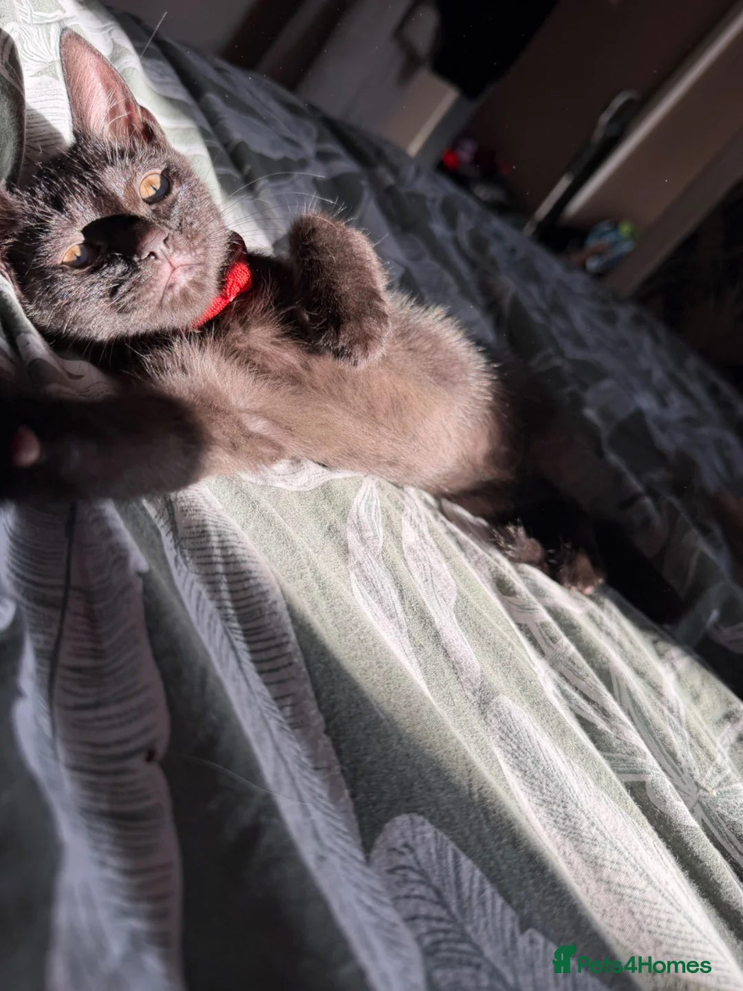 Mixed Breed cats for sale: Male kitten  - Advert 2