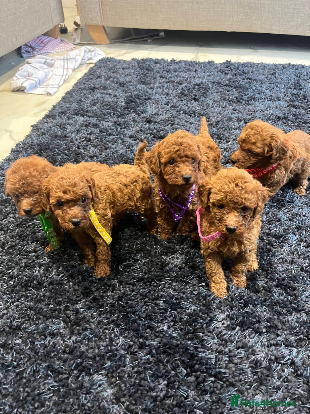 Miniature Poodle dogs for sale: FOX Red Miniature Poodles!!! 400 Health Tests!! - Advert 5