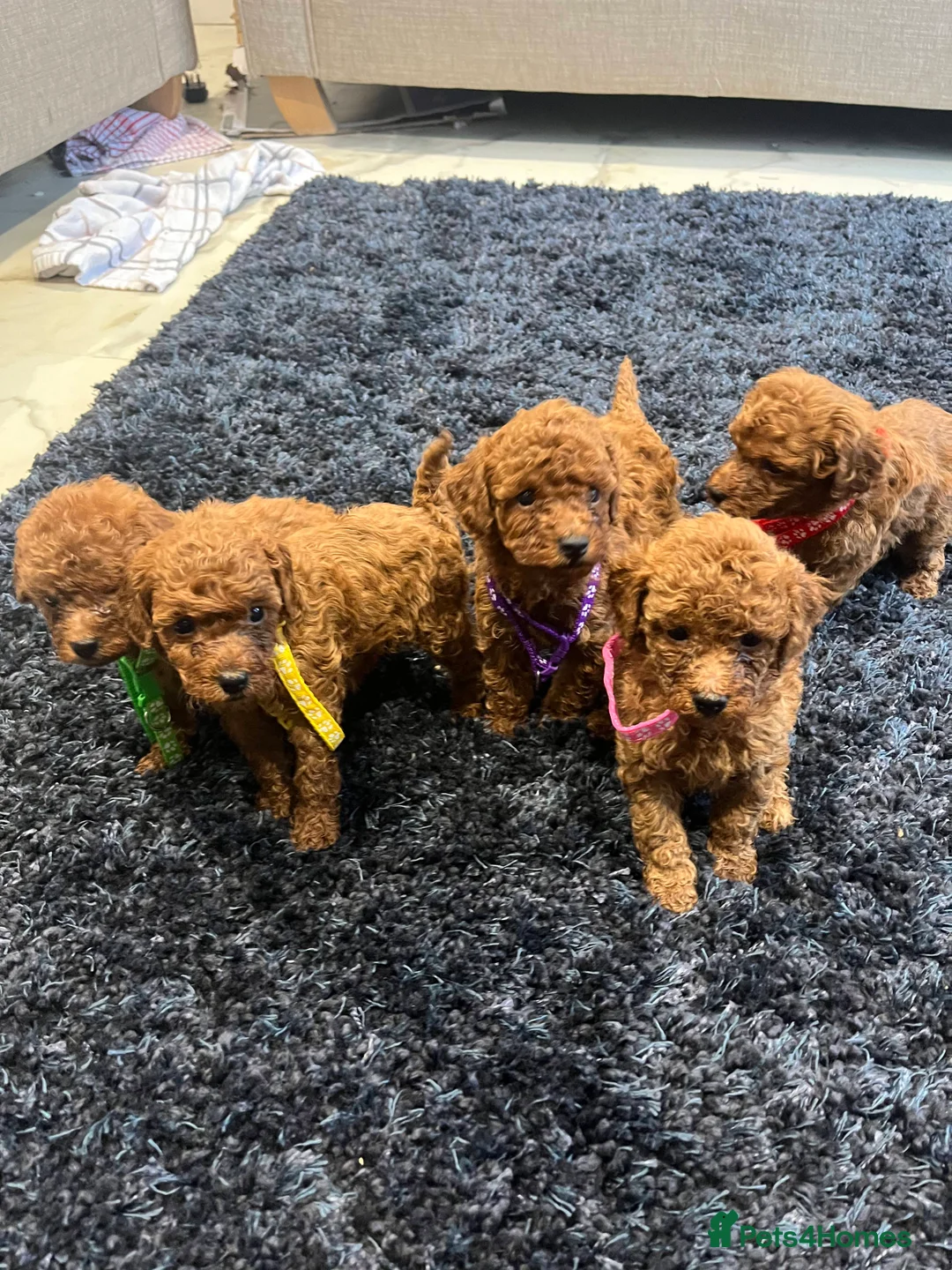 Miniature Poodle dogs for sale: FOX Red Miniature Poodles!!! 400 Health Tests!! - Advert 5