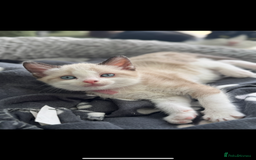 Mixed Breed cats for sale: Mixed breed rag doll - Image 4
