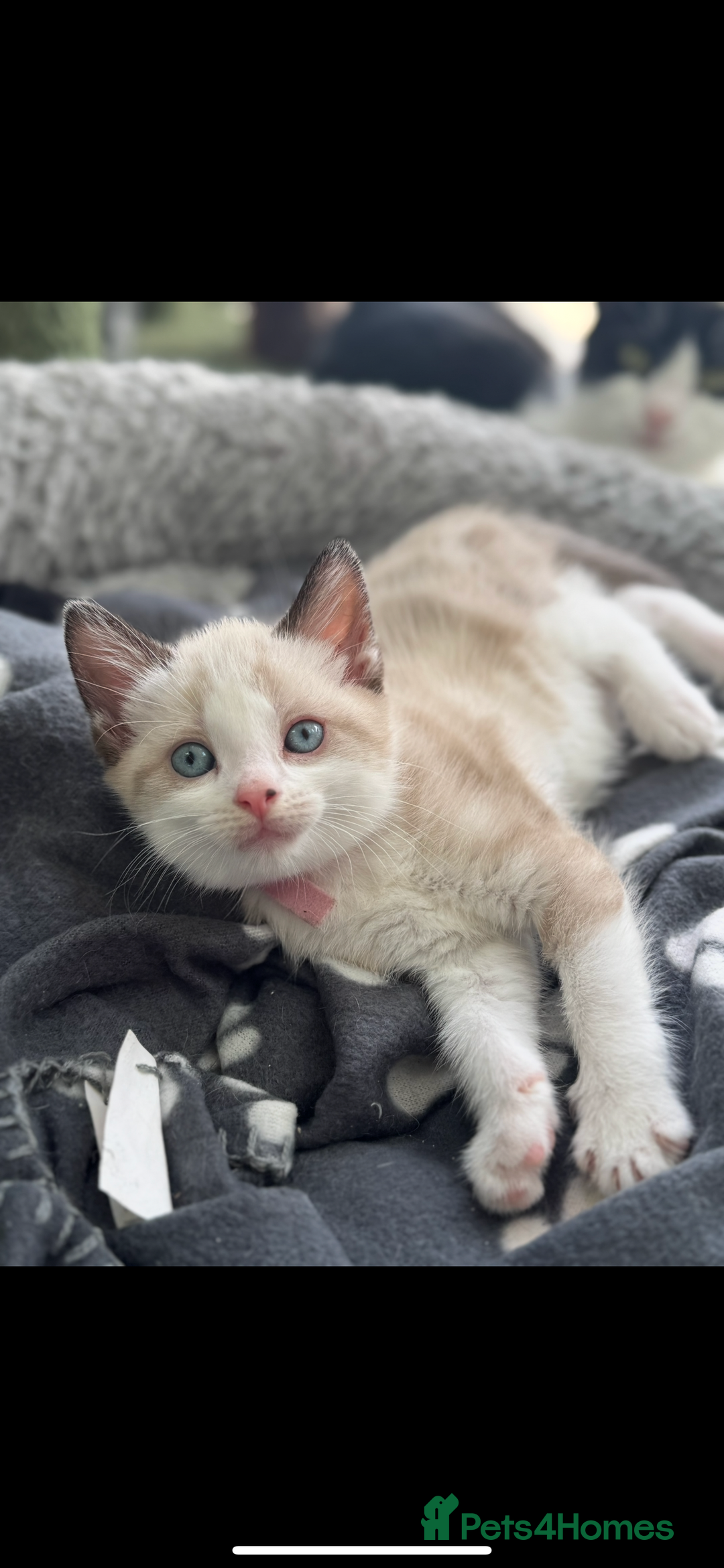 Mixed Breed cats for sale: Mixed breed rag doll - Image 4