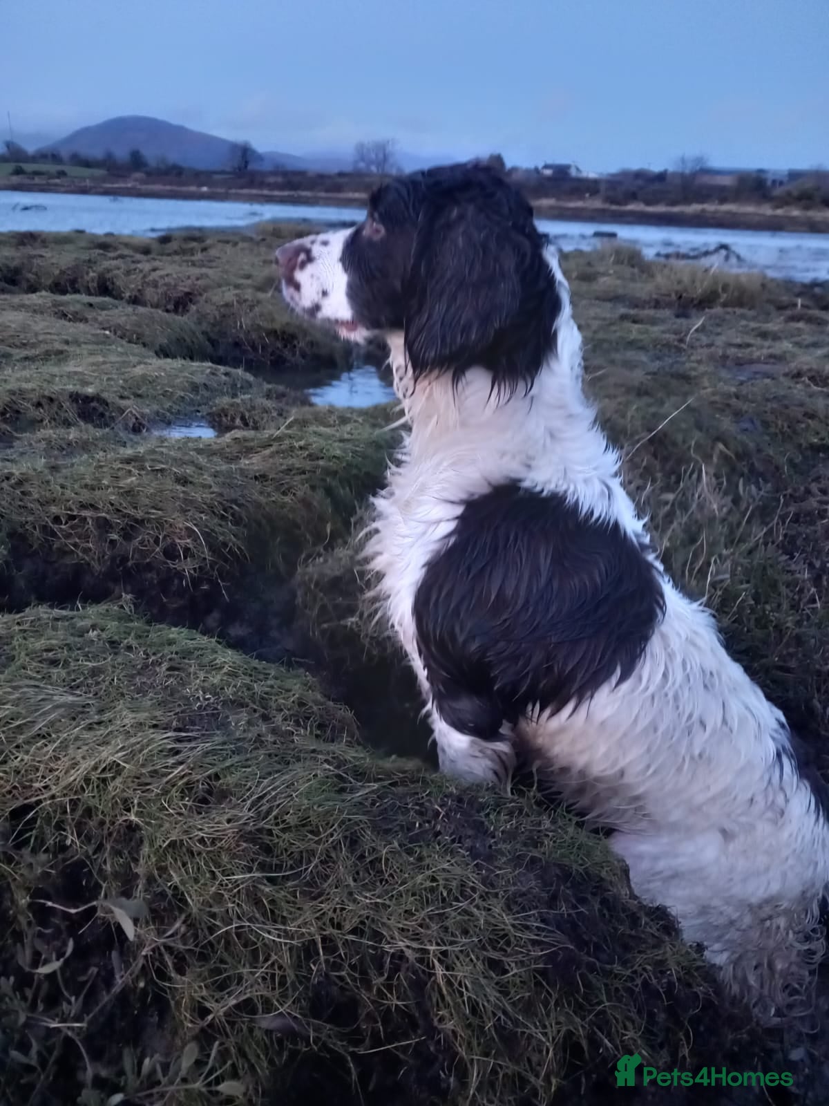 English Springer Spaniel dogs English Springer Spaniel Pups  - Advert 4
