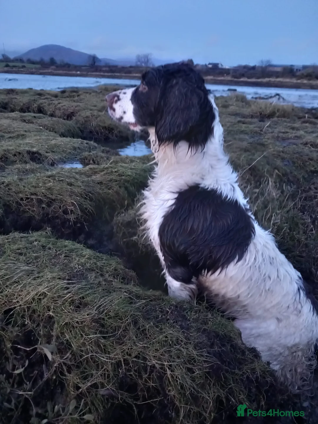 English Springer Spaniel dogs for sale: English Springer Spaniel Pups  in Newry - Advert 1