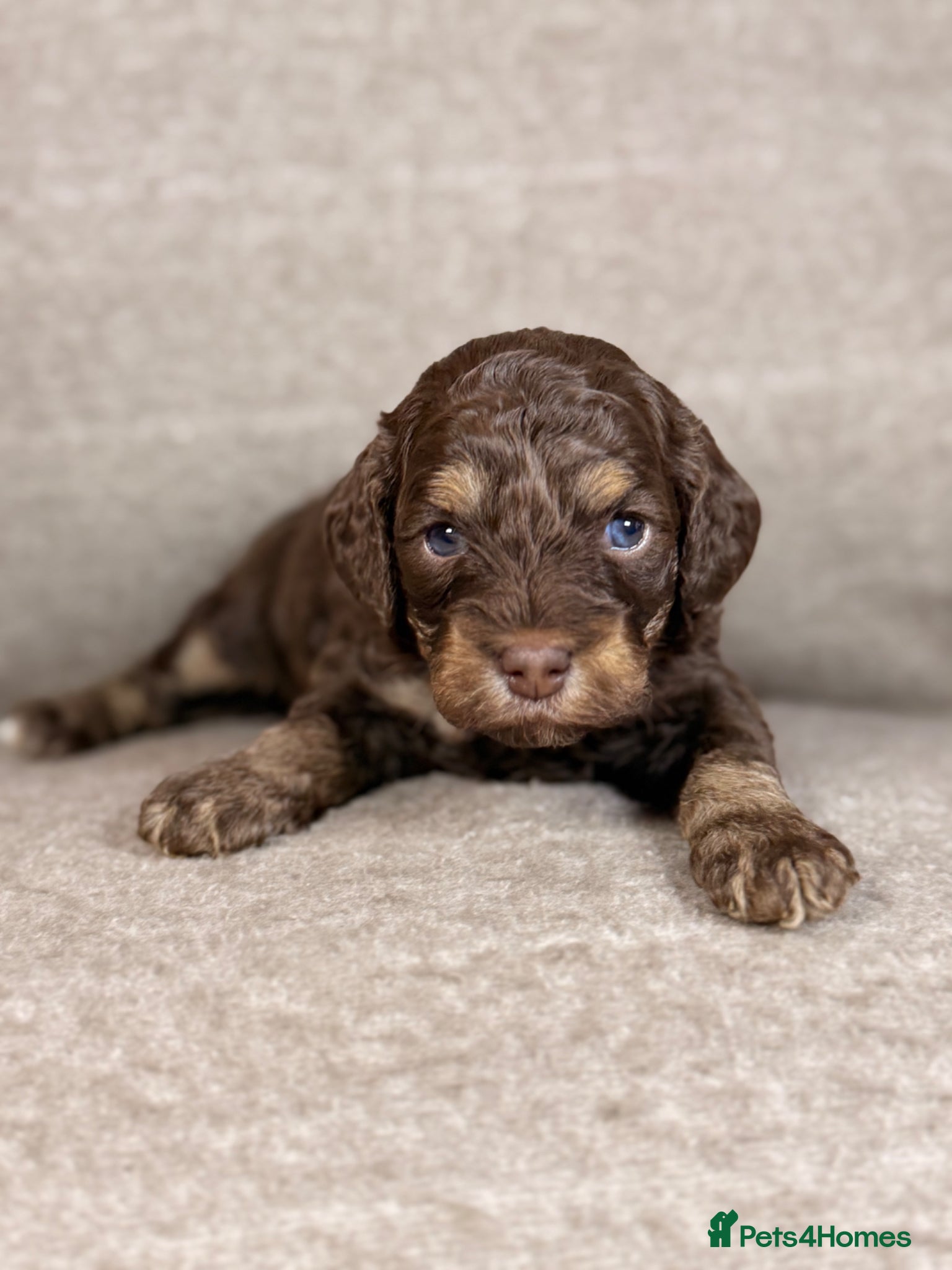 Cockapoo dogs Chocolate Tri Phantom Merle & Chocolate Phantom - Advert 1