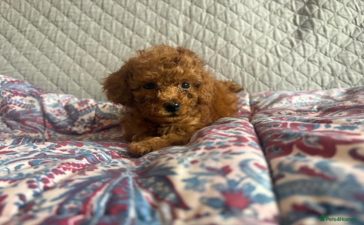 Cavapoo dogs - Advert 2