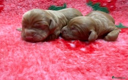 Cocker Spaniel dogs for sale: Stunning KC Working Cocker Spaniel Pups - Image 11