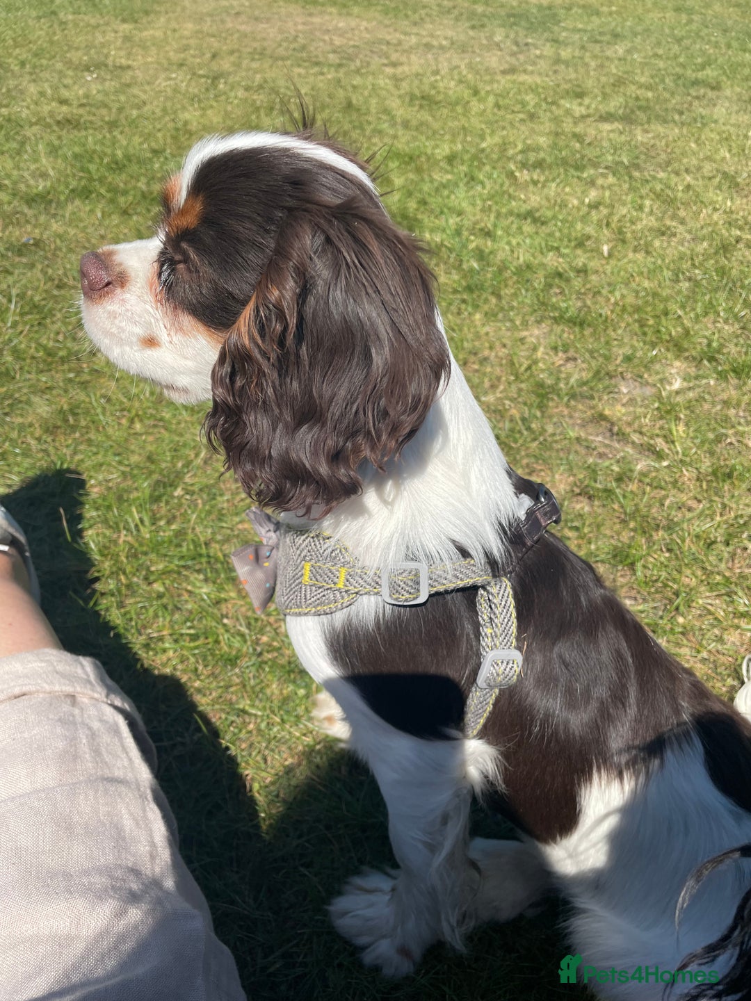 Cavalier King Charles Spaniel dogs for sale: Chocolate tri cavalier king charles - Image 2