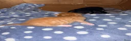 Mixed Breed cats for sale: 4 maincoon cross tabby kittens  - Advert 13