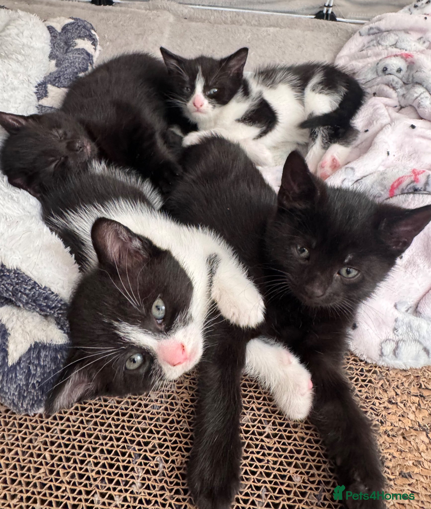 Mixed Breed cats 😻Adorable Kittens Looking for Their Homes 🐾 - Advert 1