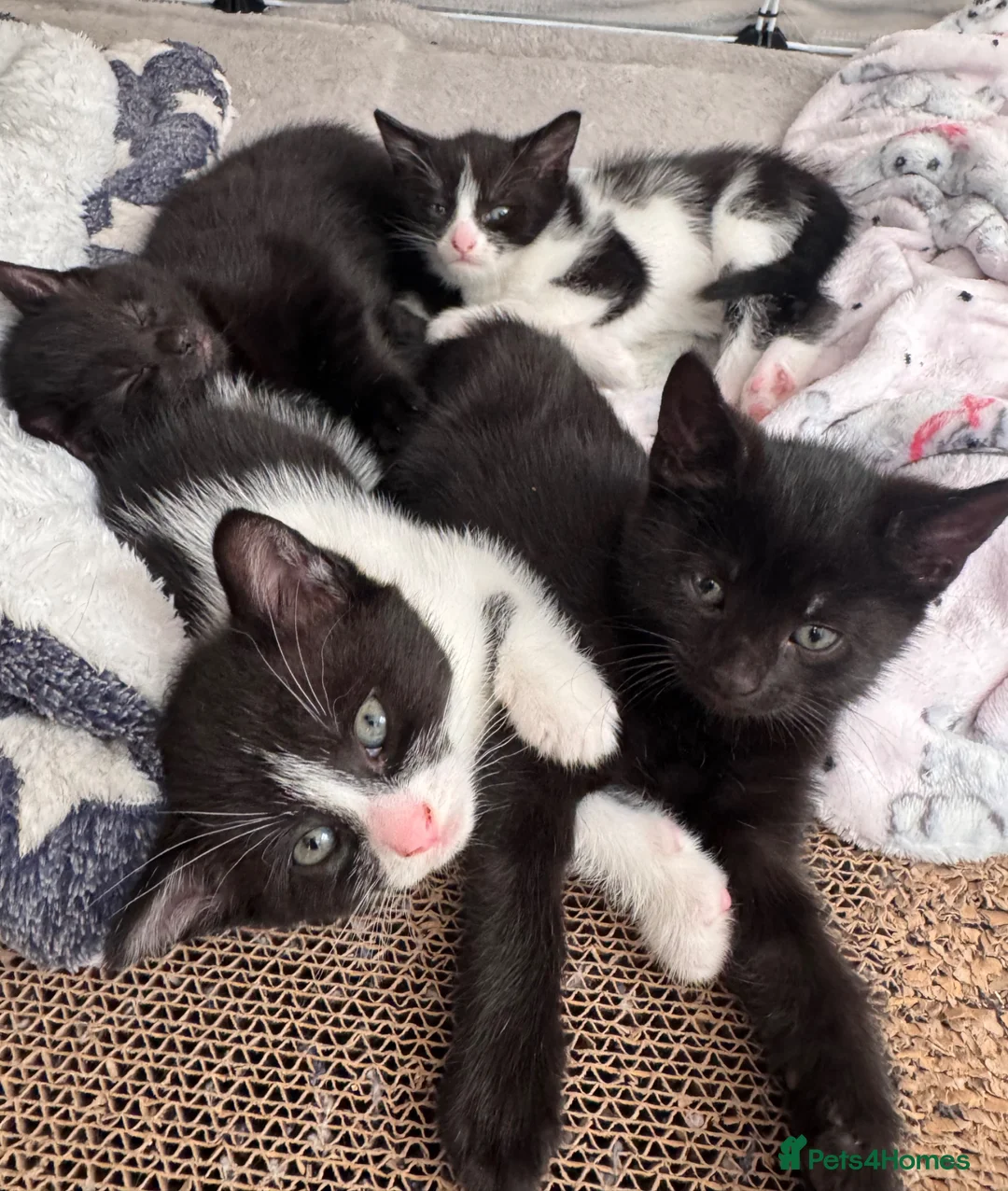 Mixed Breed cats for sale: 😻Adorable Kittens Looking for Their Homes 🐾 - Advert 1