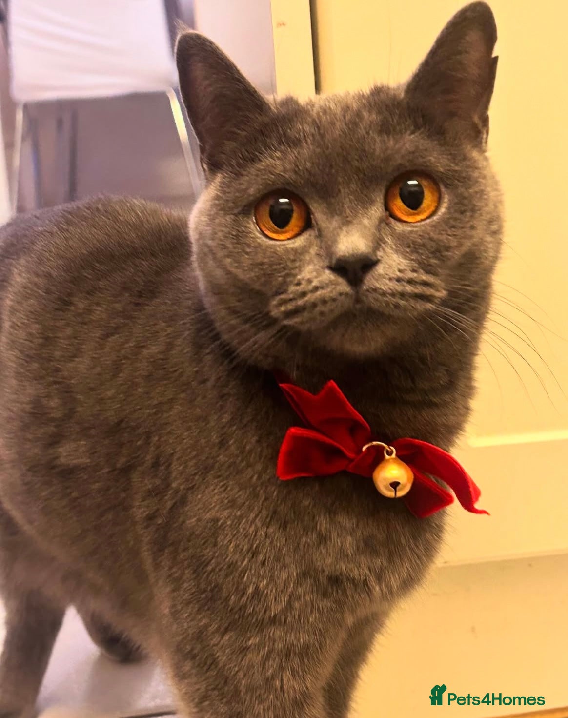 British Shorthair cats British Short hair kitten available  - Advert 1