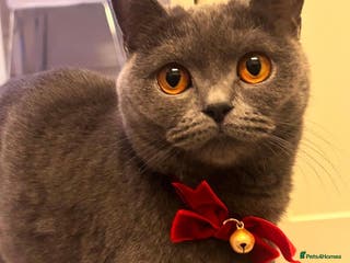 British Shorthair cats British Short hair kitten available - Advert 1