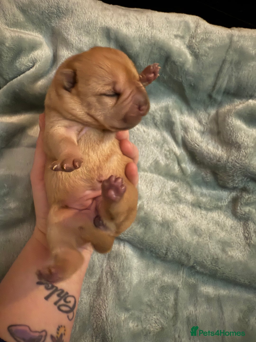 Shar Pei dogs for sale: Beautiful shar pei puppy’s 💜 - Advert 4