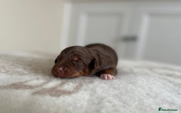 Bordoodle dogs for sale: OUTSTANDING *TRI COLOUR* MINIATURE BORDOODLES - Image 35