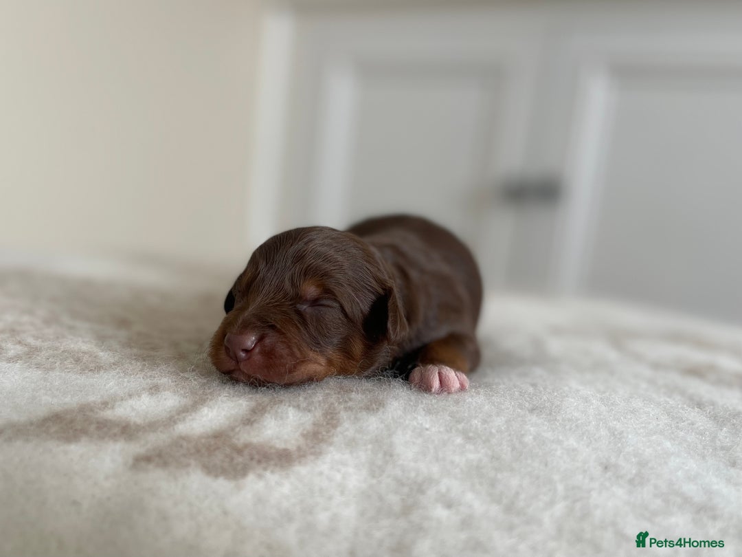 Bordoodle dogs for sale: OUTSTANDING *TRI COLOUR* MINIATURE BORDOODLES - Image 35