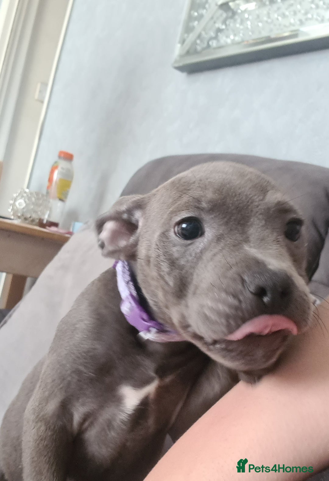 Staffordshire Bull Terrier dogs for sale: Lovely puppy  in Coventry - Image 17