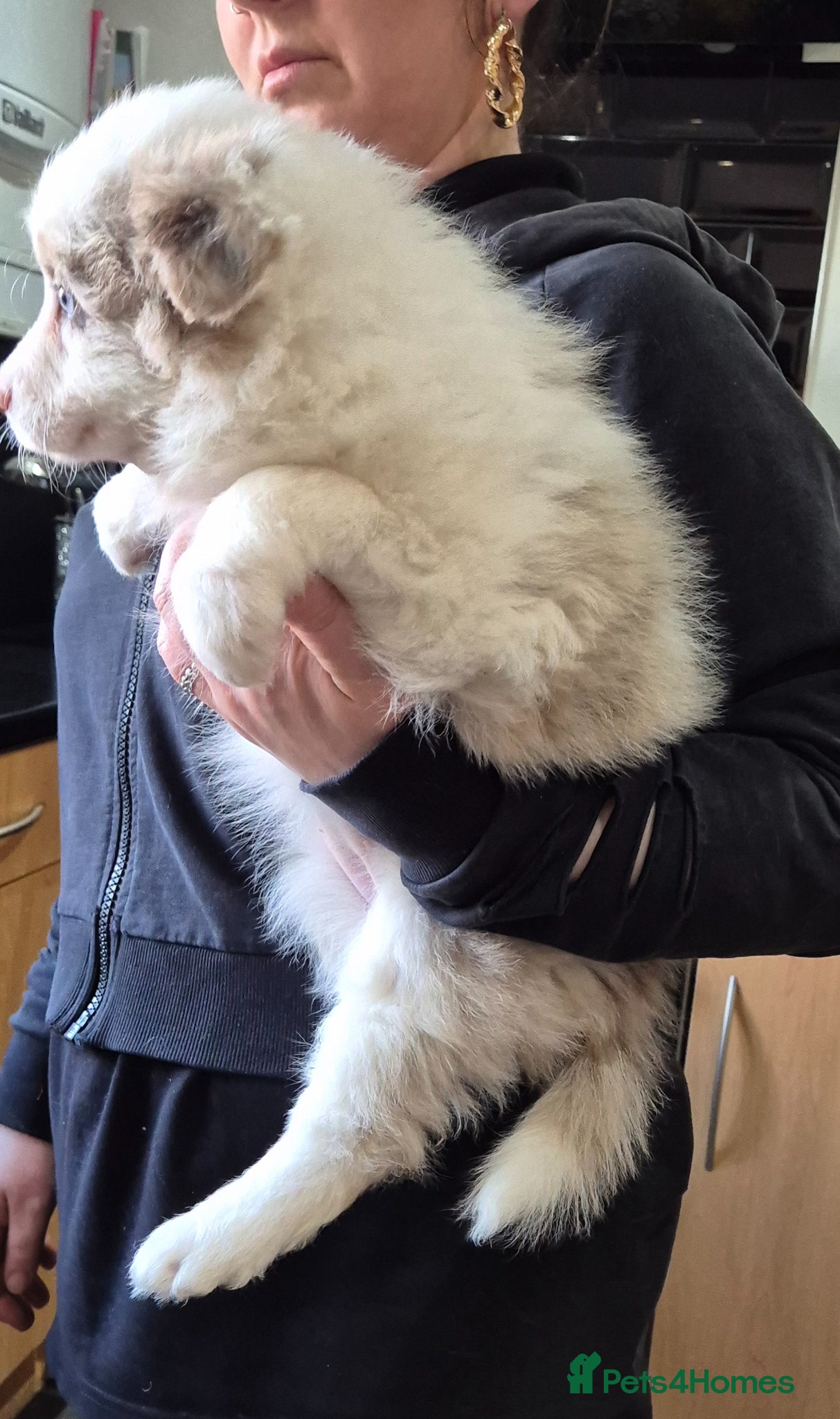 Border Collie dogs Just one outstanding merle girl available . - Advert 15