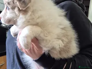 Border Collie dogs Just one outstanding merle girl available . - Advert 15