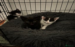 Mixed Breed cats for sale: 5 Kittens - Image 7