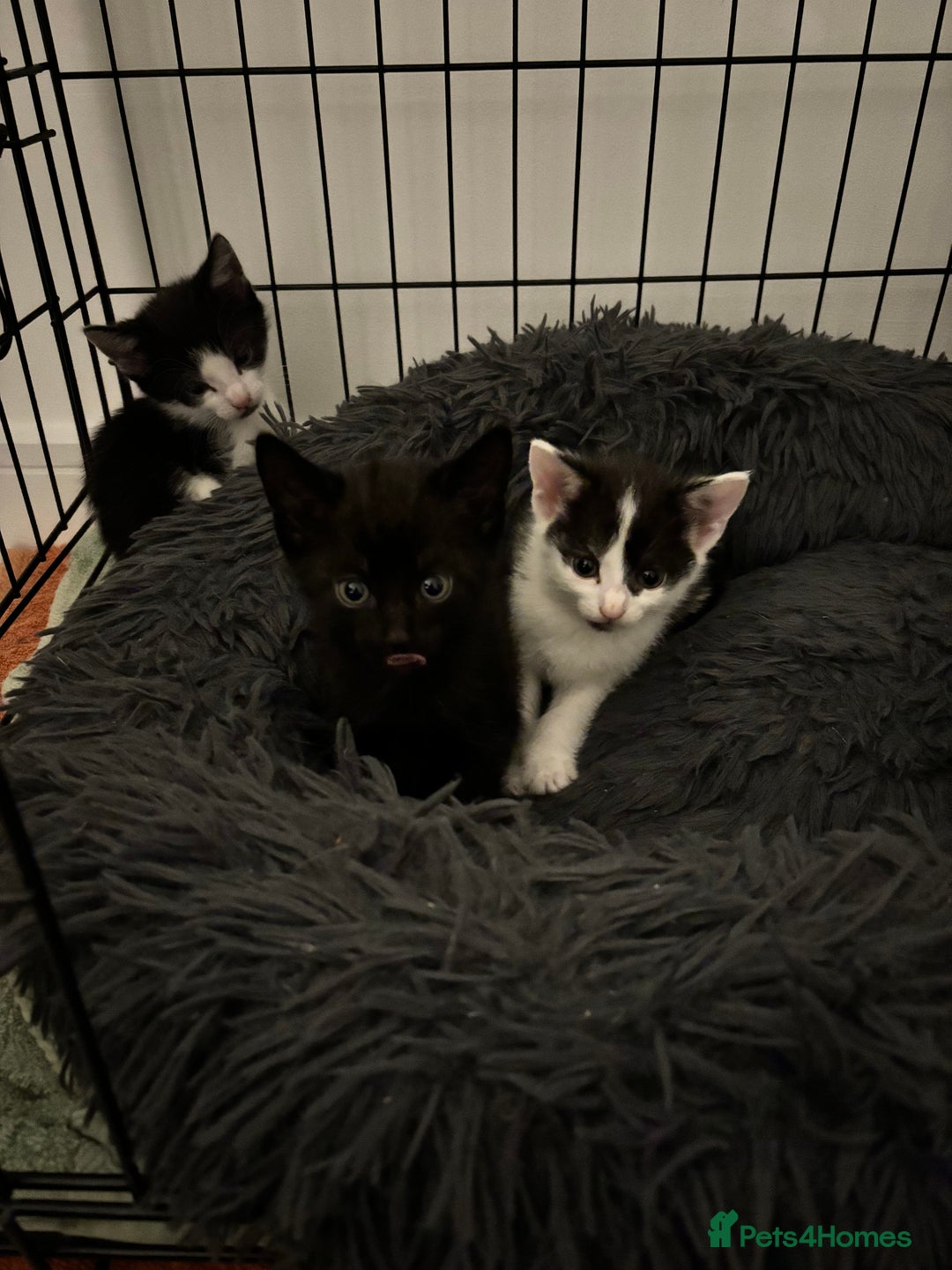 Mixed Breed cats for sale: 5 Kittens - Image 7
