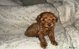 Cockapoo dogs for sale: Unique cockapoo babies 🧸 - Image 2