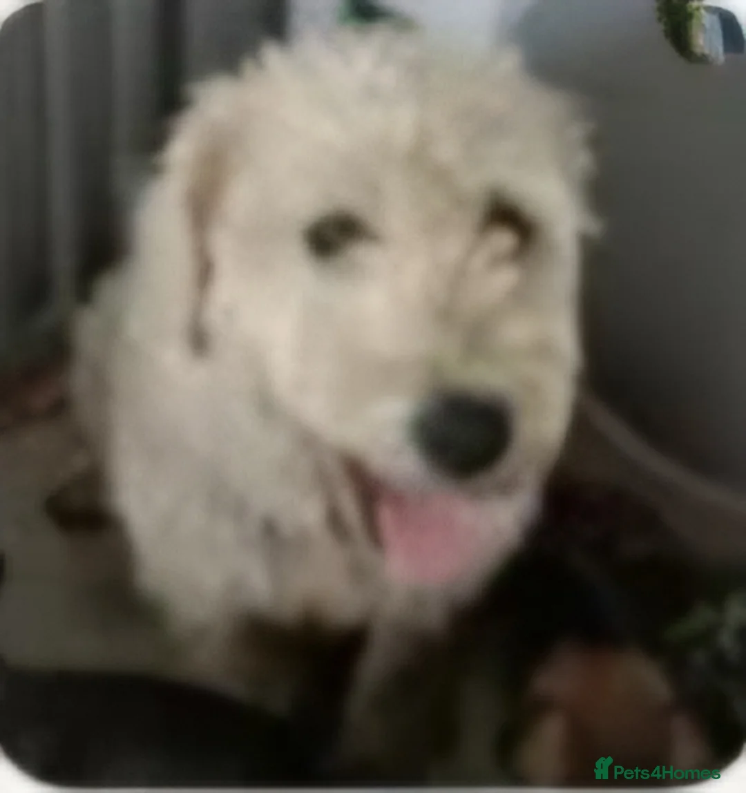 Soft Coated Wheaten Terrier dogs for sale: Soft coated wheaten terriers  - Advert 3