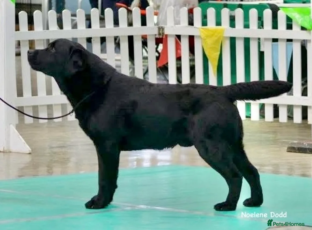 Labrador Retriever dogs for stud: Labrador Stud Dog Black in Spalding - Advert 2
