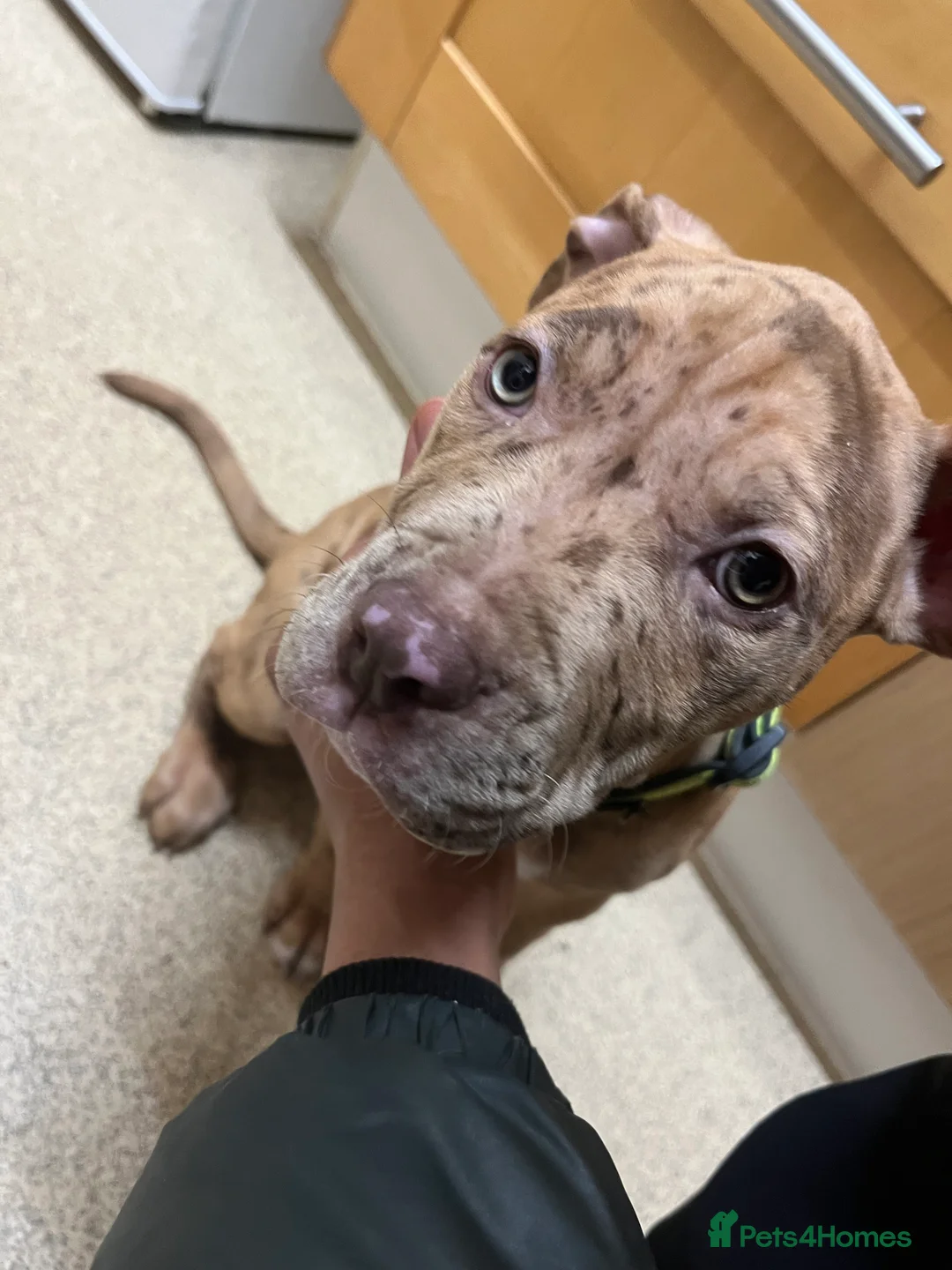 Bullmastiff dogs for sale: Pitbull Mastiff Pups  in London - Advert 7