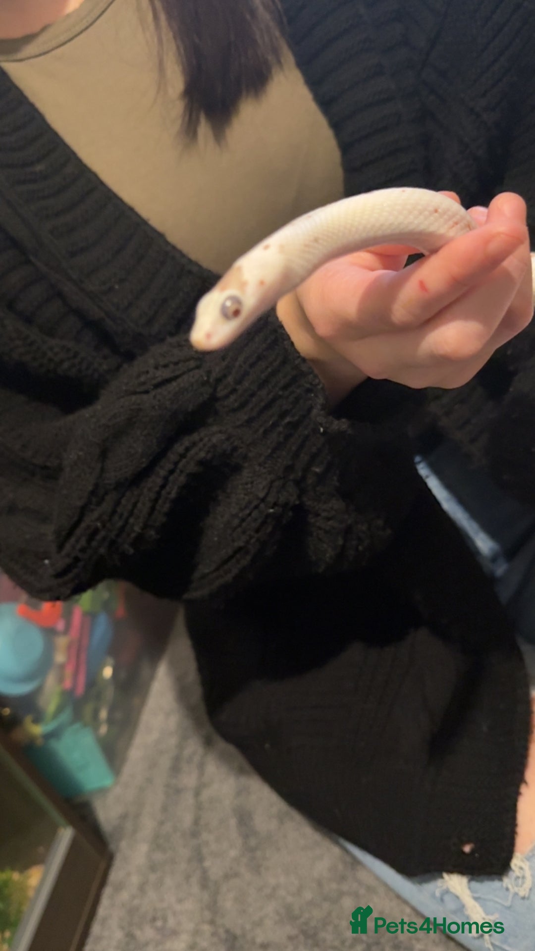 Corn Snake reptiles for sale: Palmetto’s  - Image 4