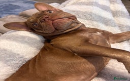 French Bulldog dogs for sale: Kronk Rojo French bulldog  - Image 3