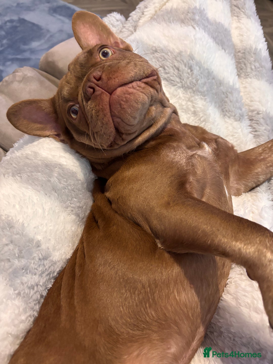 French Bulldog dogs for sale: Kronk Rojo French bulldog  - Image 3