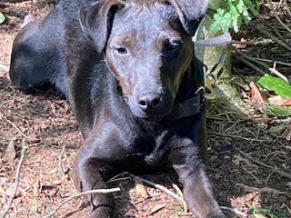 Patterdale Terrier dogs Patterdale terrier puppies - Advert 2