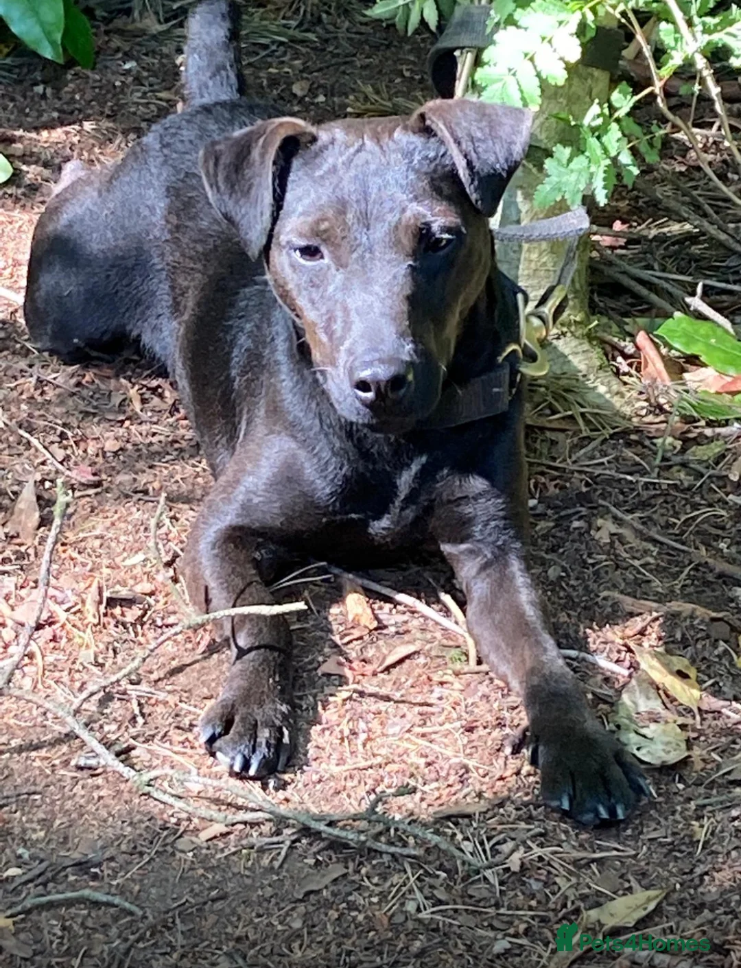 Patterdale Terrier dogs for sale: Patterdale terrier puppies - Advert 1