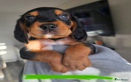 Bocker dogs for sale: 7x Bocker pups (born 22/06/2025) - Image 25