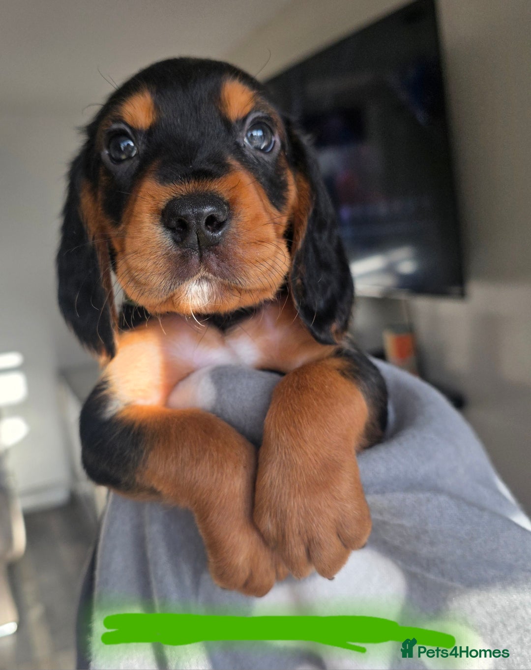 Bocker dogs for sale: 7x Bocker pups (born 22/06/2025) - Image 25
