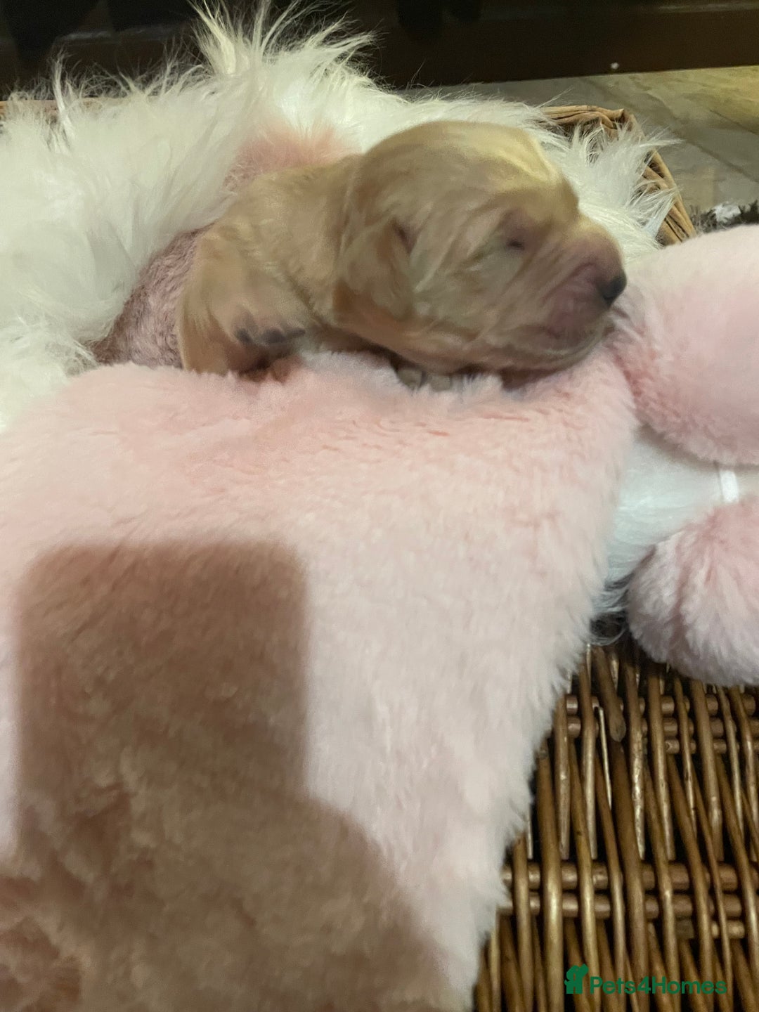 Mixed Breed dogs for sale: Golden retriever x Flatcoat retriever  - Advert 17