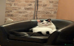 British Shorthair cats for sale: Kitten (free) - Advert 2