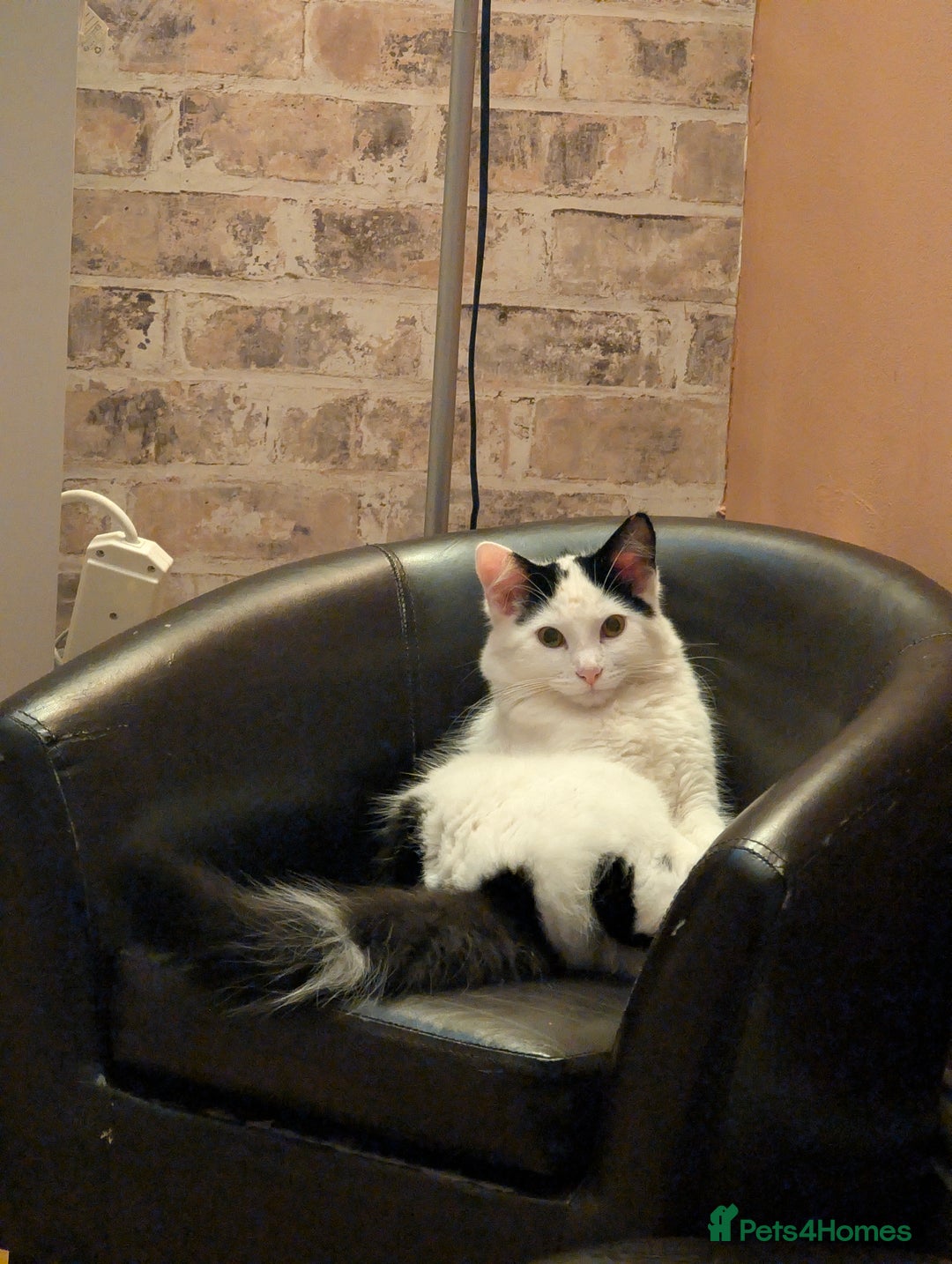 British Shorthair cats for sale: Kitten (free) - Advert 2